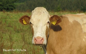 Kuh des Hofes