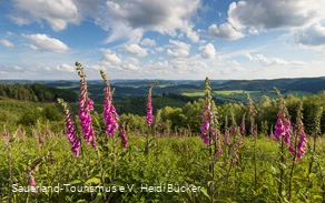 Markshöhe bei Wenholthausen